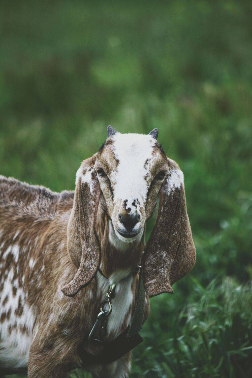Goat