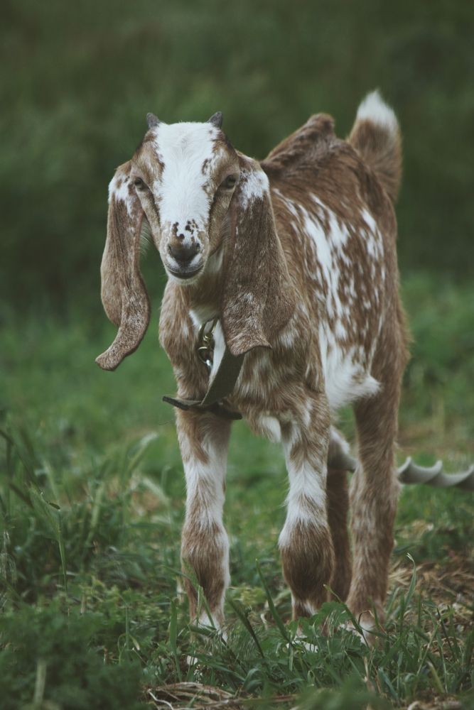 Goat2