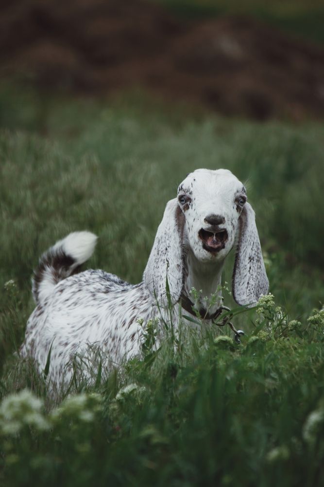 Goat3