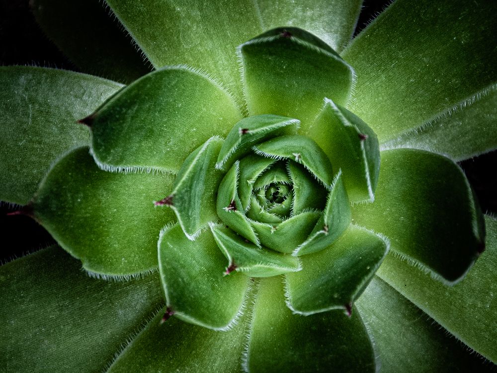 Photograph by Negovan Pesic