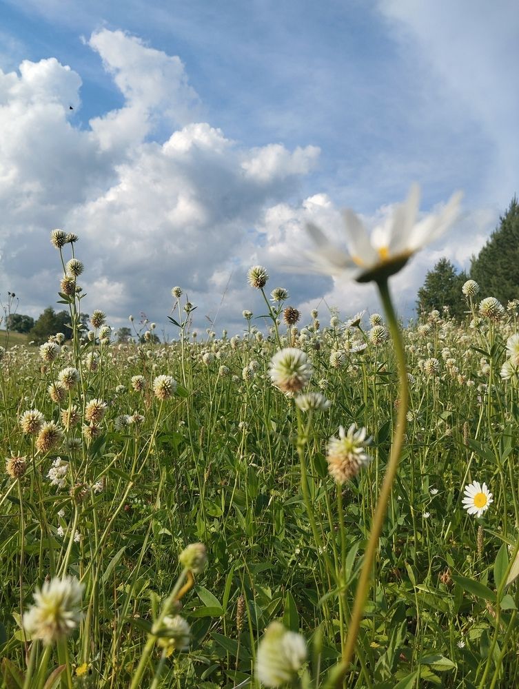 Photo #13592006