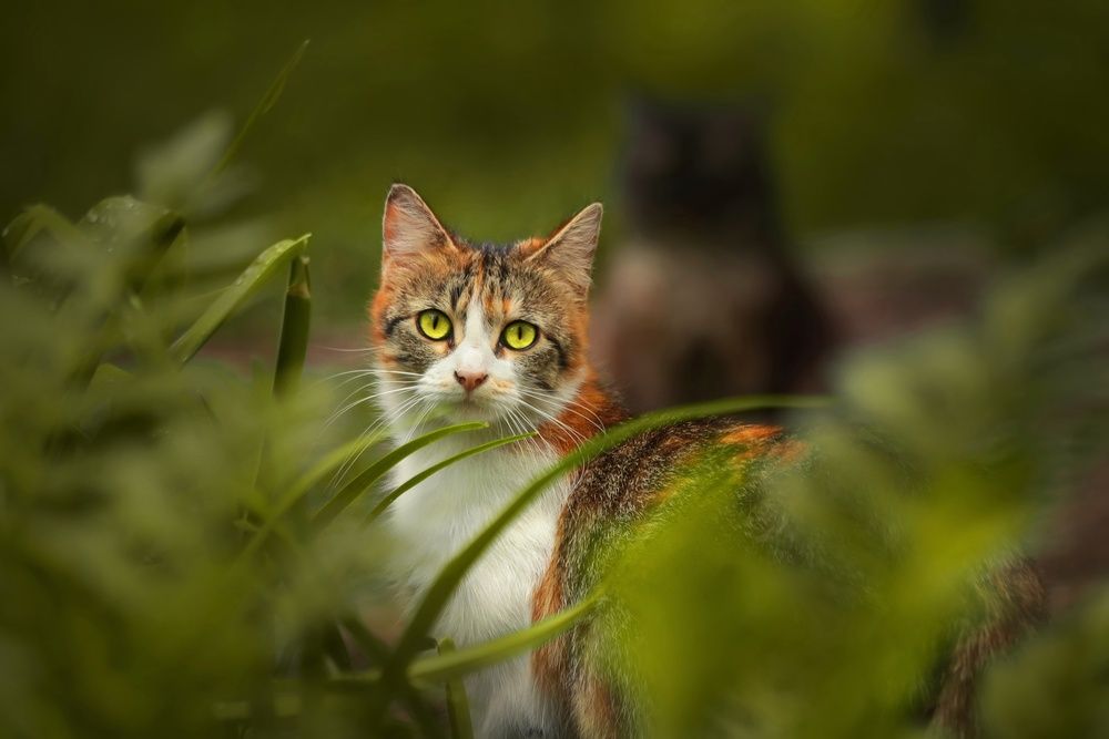 Photograph by Татьяна Бравая