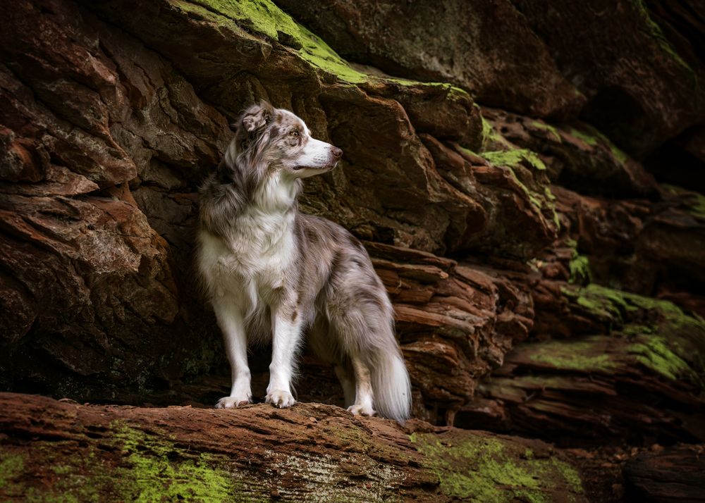 Keeper of the Canyon