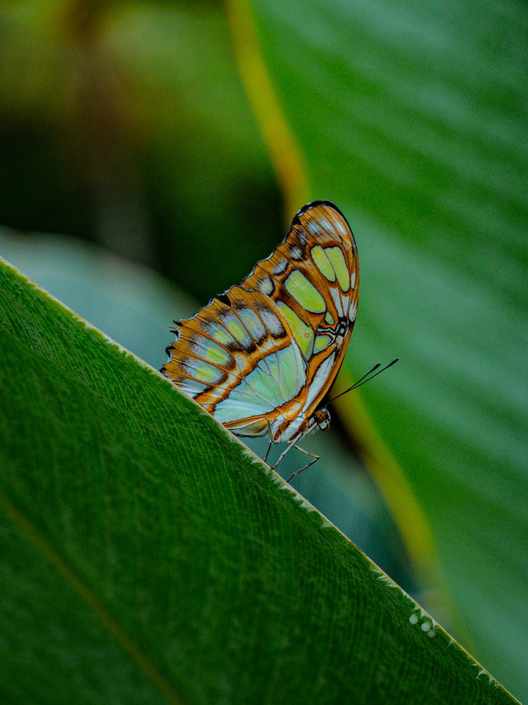 Photograph by Athul Konikkara