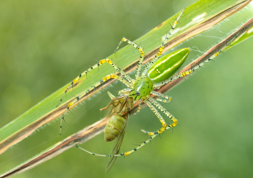 Photograph by Ly Phu Tai