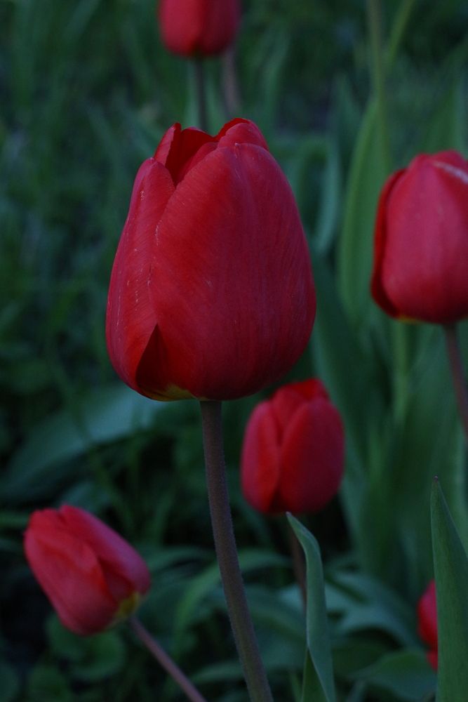 Photograph by АЛЛА ТАРАСЕНКО