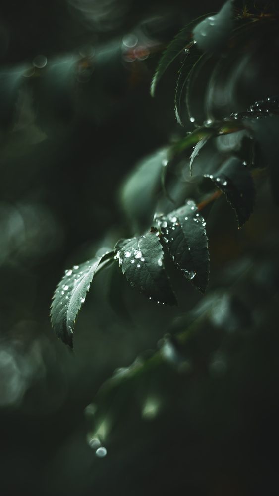 Photograph by Alina Orlova