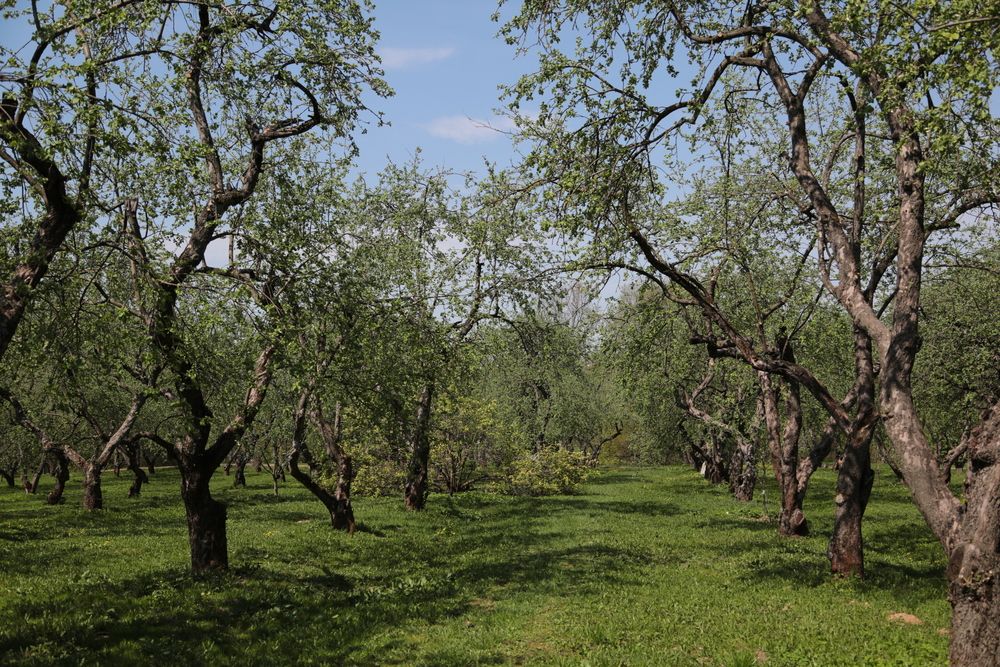 Сад Алексея Михайловича Романова.
