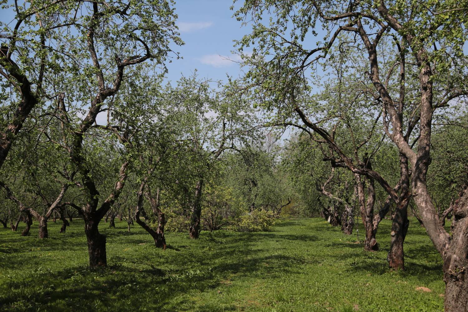 Сад Алексея Михайловича Романова.
