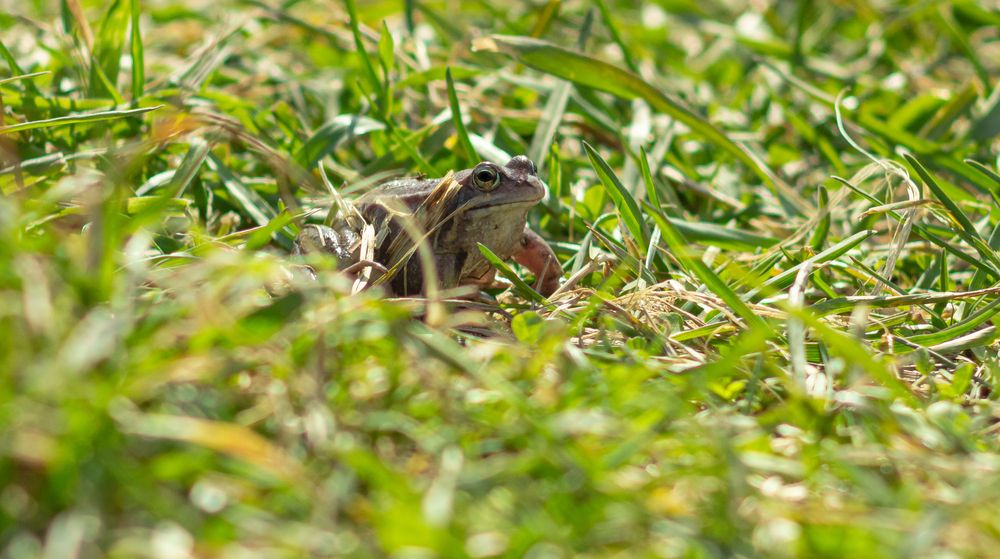 A Herbal Frog in the grass on a spring day