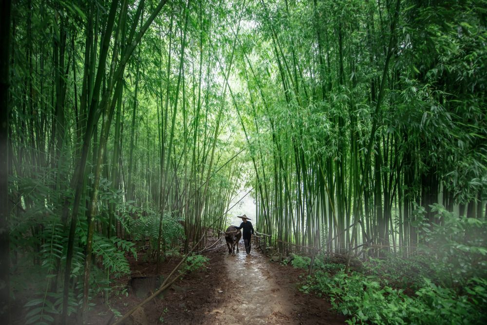 Photograph by Dao Hoang