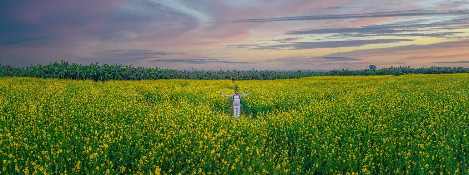 An Evening Lost in the Mustard Fields