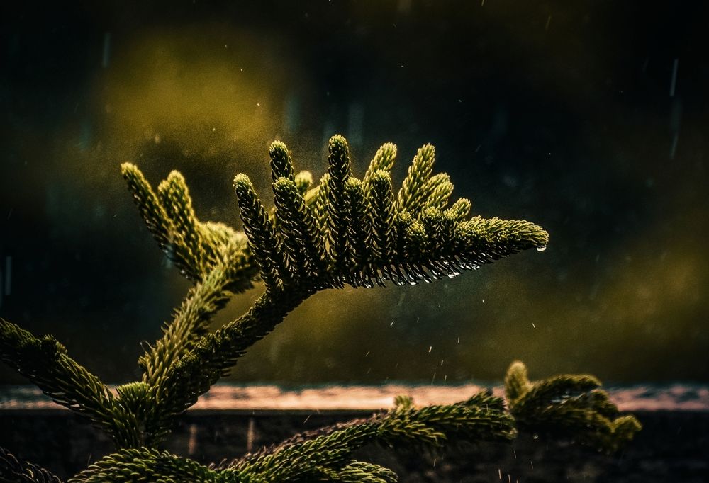 Tears of Nature
