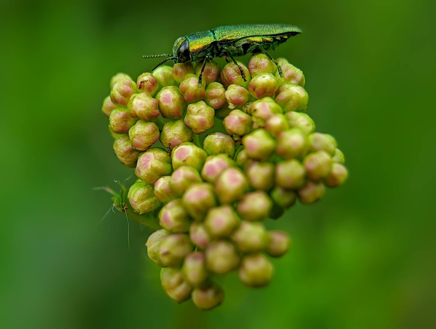 Green Jewel.