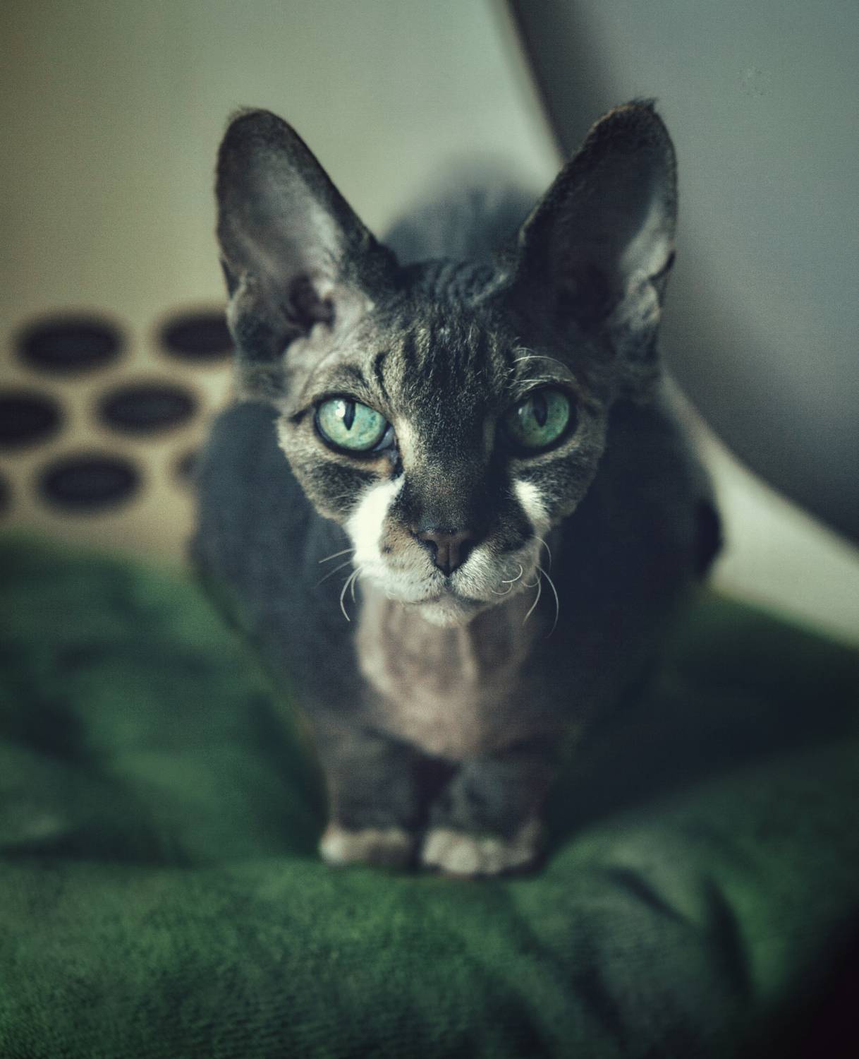 Photo #13593354