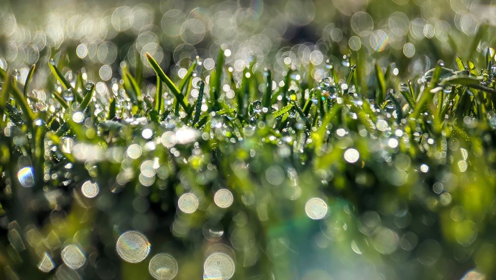 Morning Dew