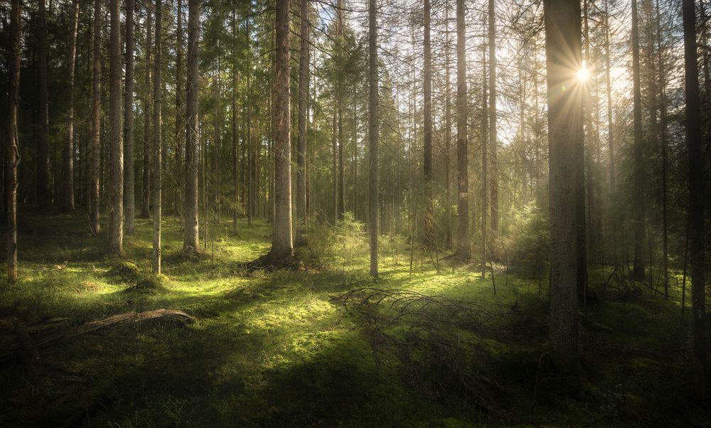 Photograph by Ivan Glinskiy