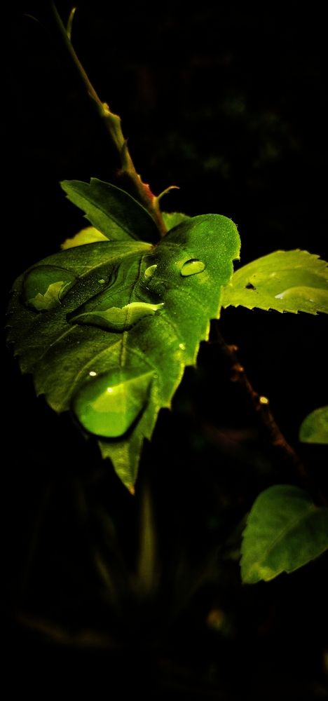 Photograph by Durgeshwari Wagh