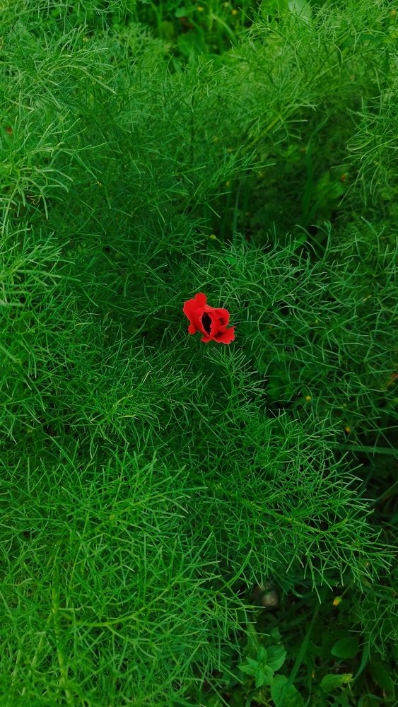 Photograph by ELLA BROD