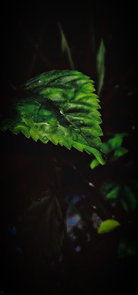 Photograph by Durgeshwari Wagh