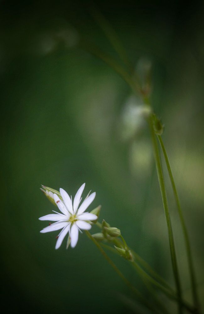 Photograph by AlexaL