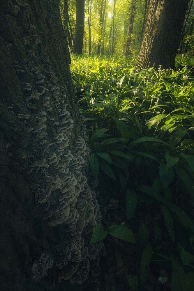 Photograph by Adam Nedojedlý
