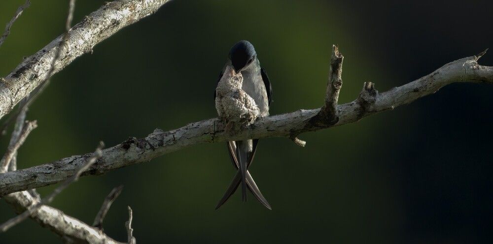 Love Perched Between Two Wings