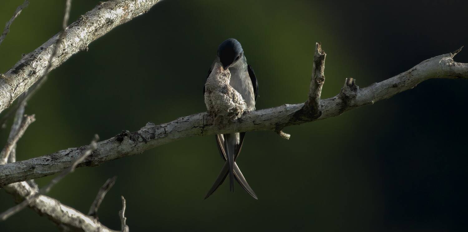 Love Perched Between Two Wings