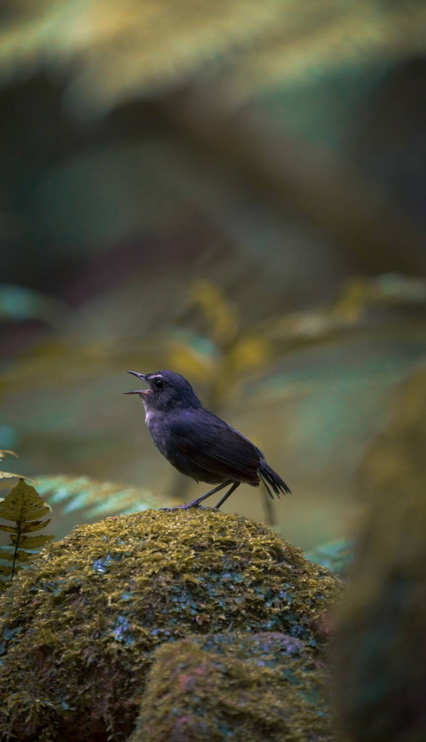 Hidden Singer of the Highlands