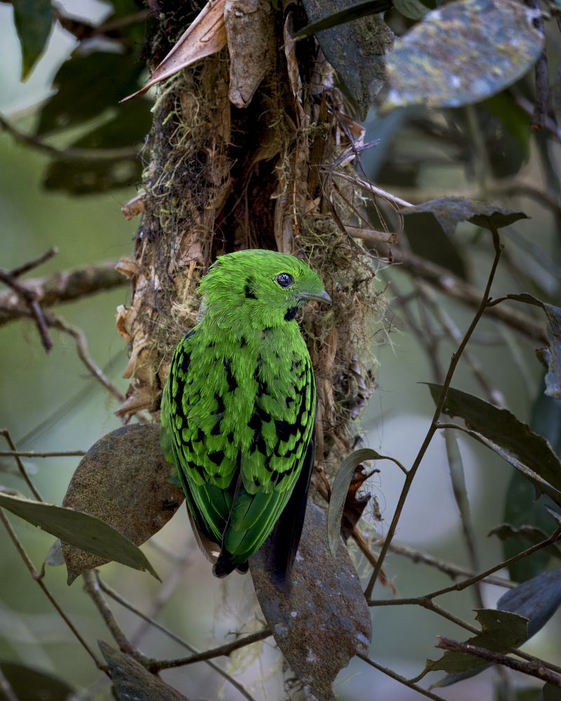 Silent Guardian of the Hanging Nest