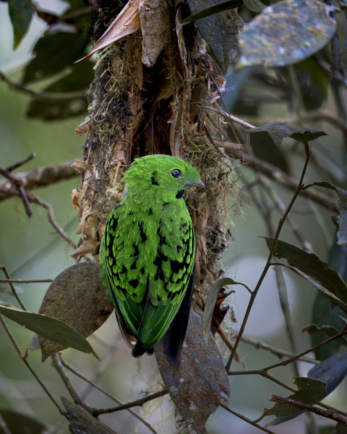 Silent Guardian of the Hanging Nest