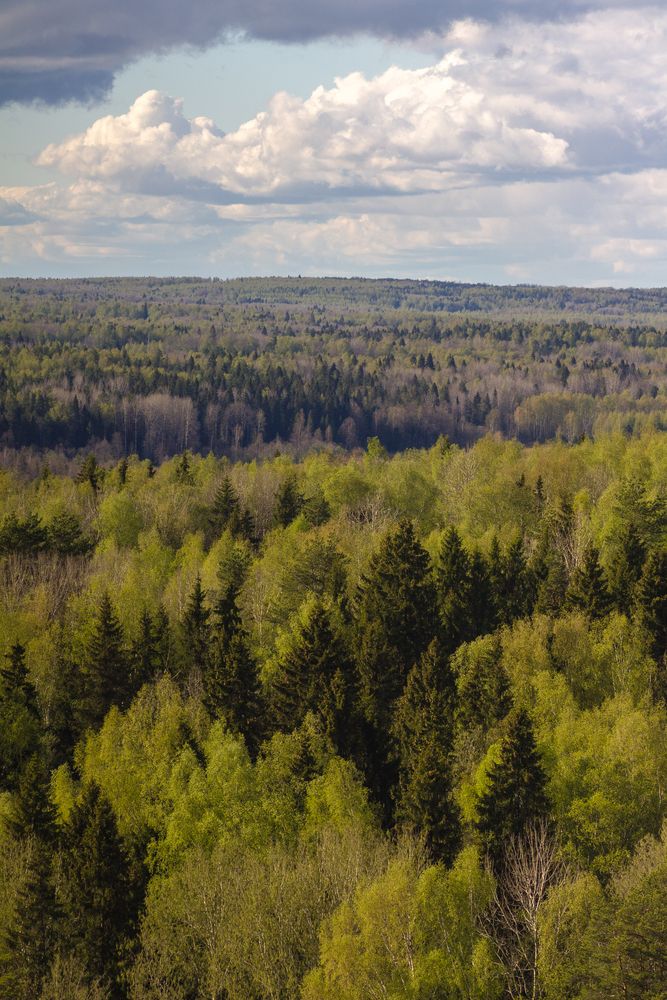 Шикарный лес