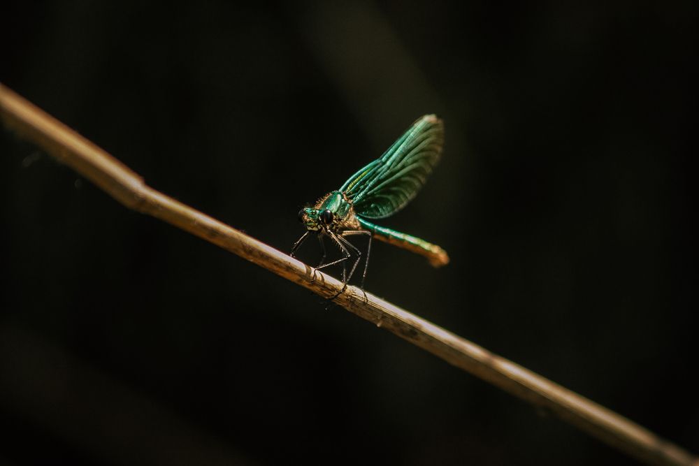 Photograph by Софья Гелевера