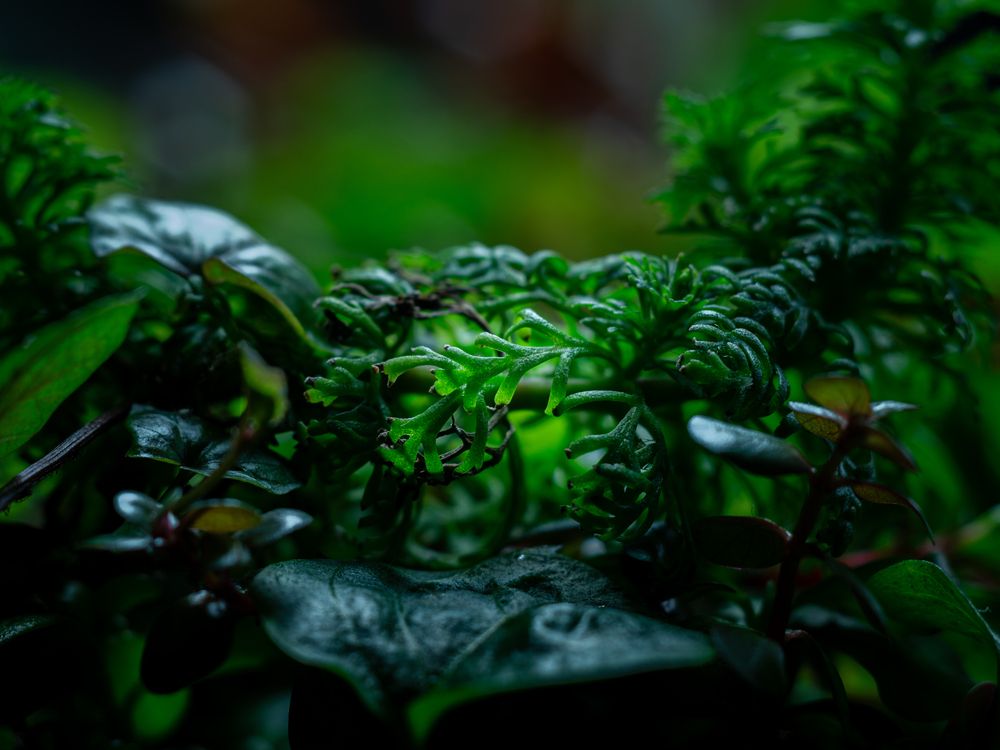Photograph by OTONASI