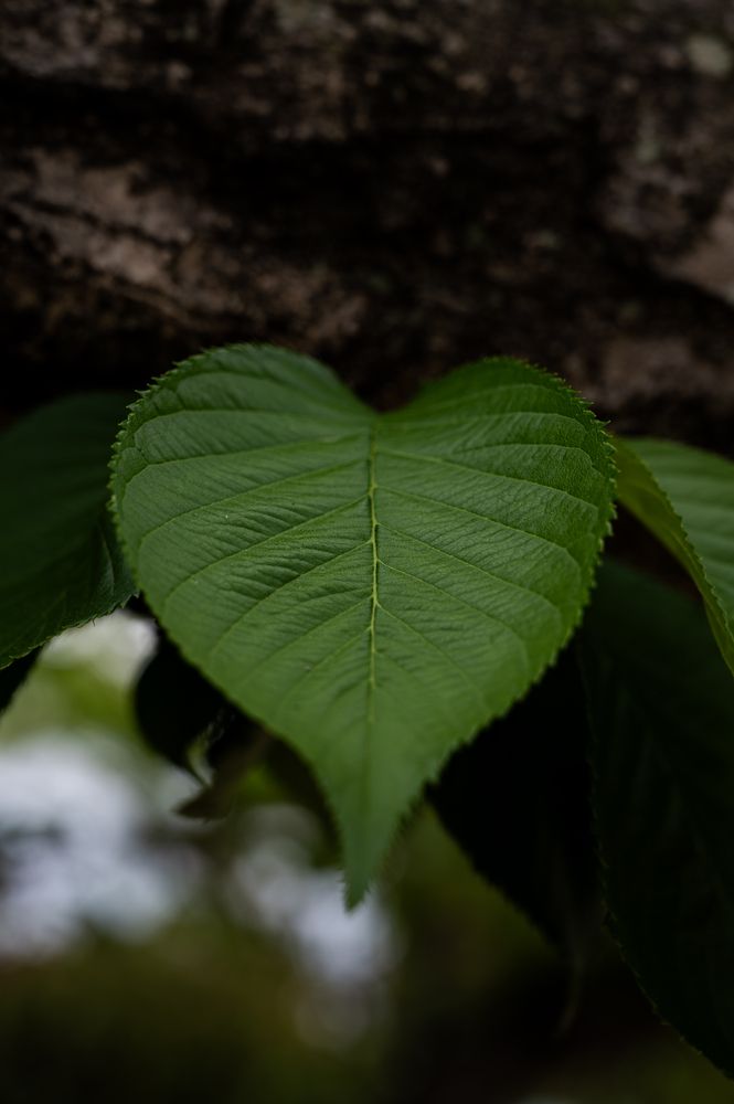 Photograph by KOSHI MASAKI