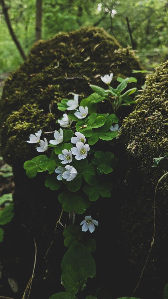 Photograph by Наталья Тополевская