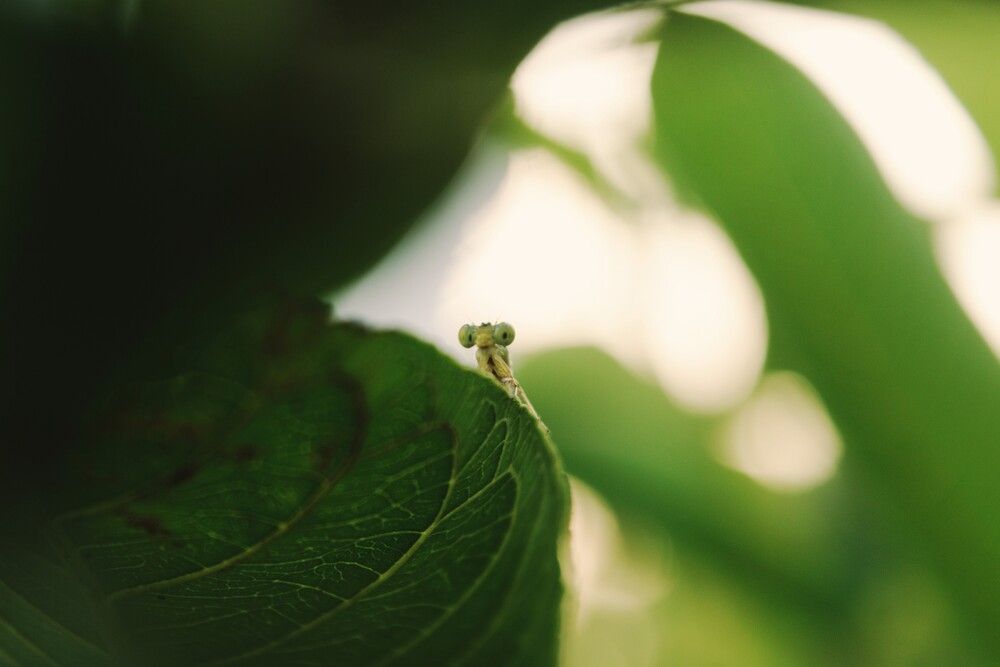 Photograph by Sheuli Akther