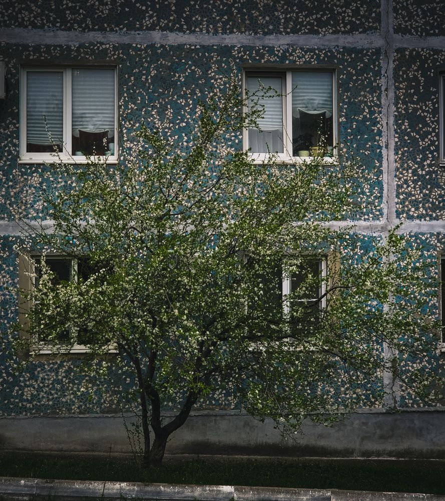 Дерево и город