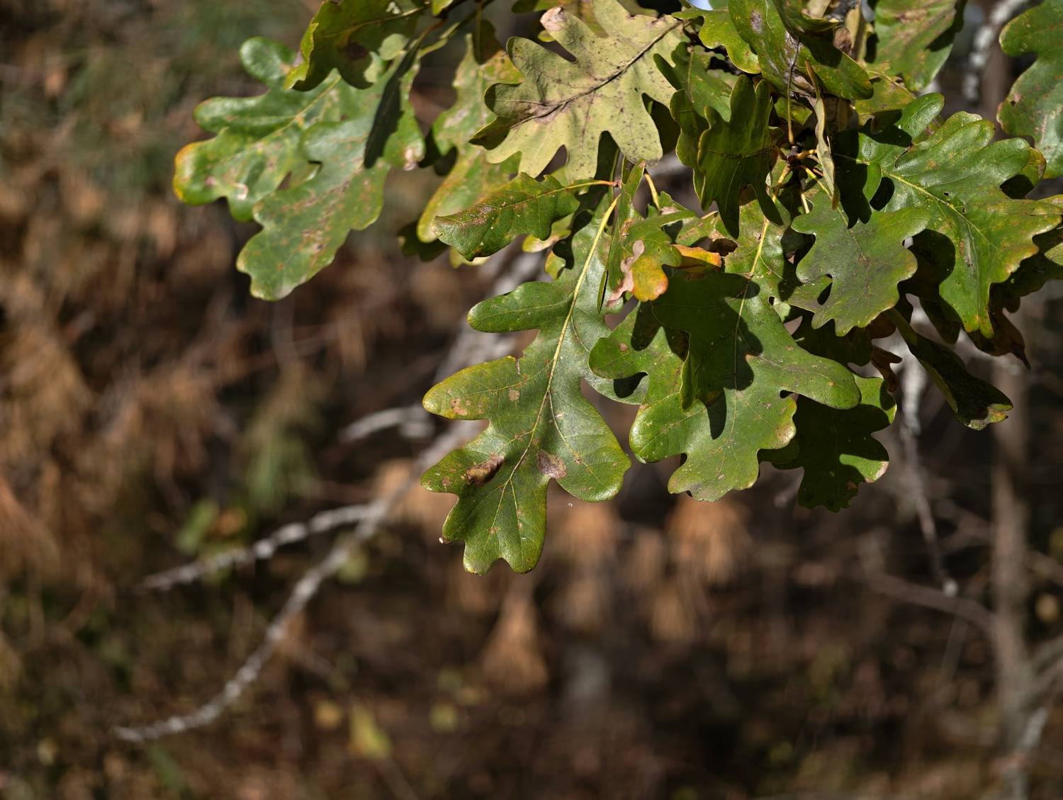 Photo #13594263