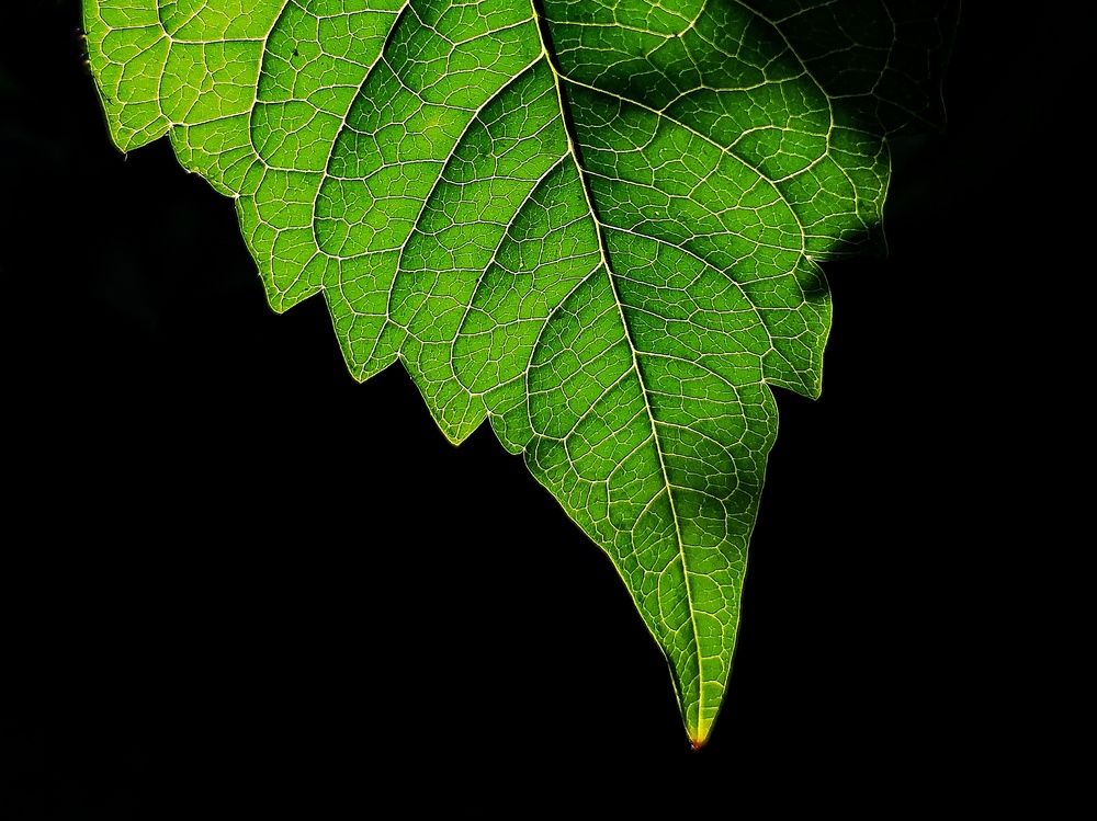 Photograph by Puru Raj