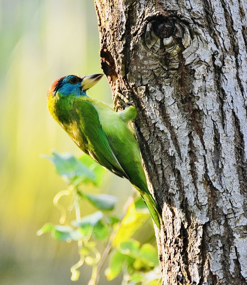 Photograph by Kamal Krishna Roy