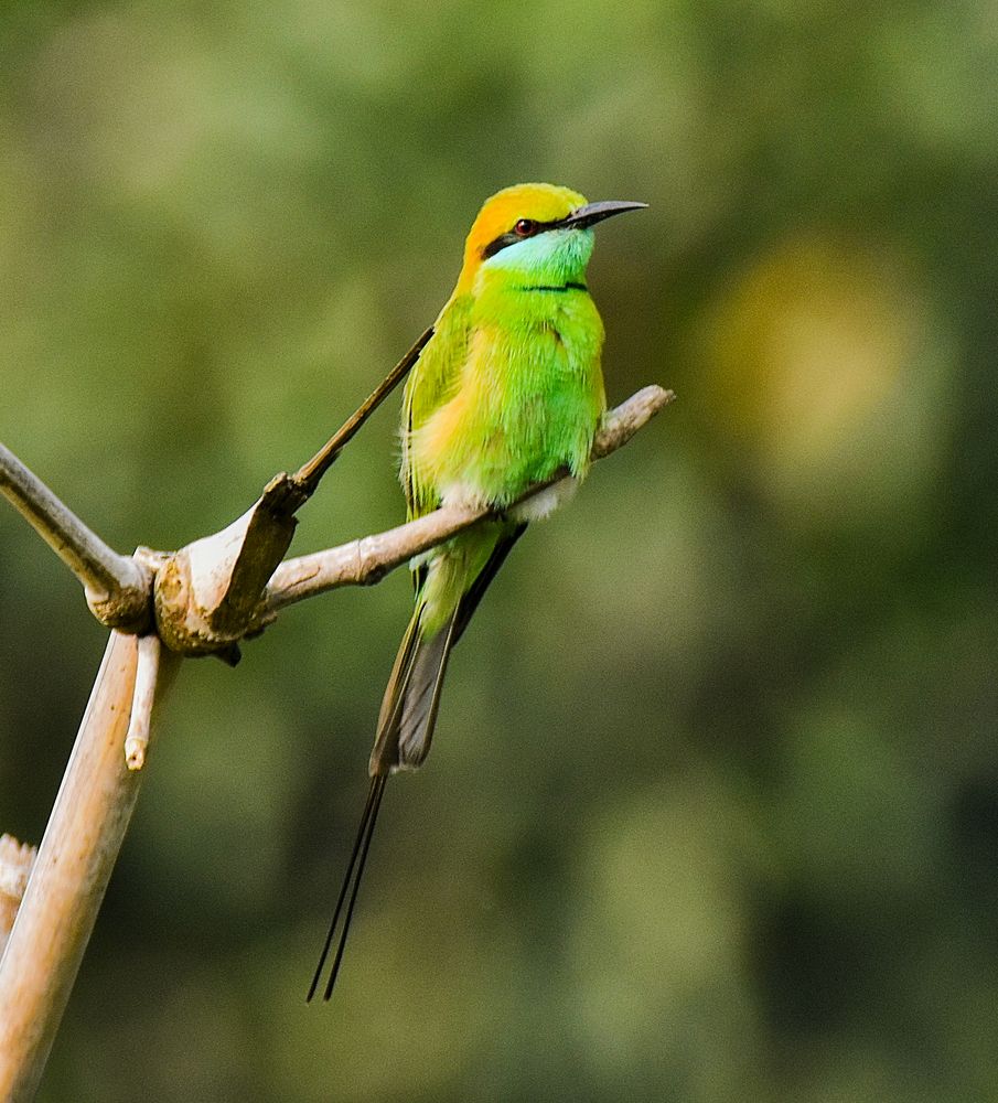 Photograph by Kamal Krishna Roy