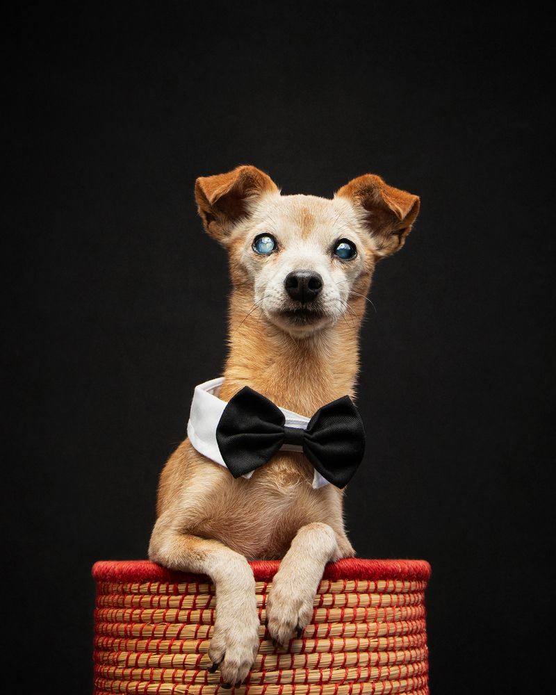 The Elegant Gentleman