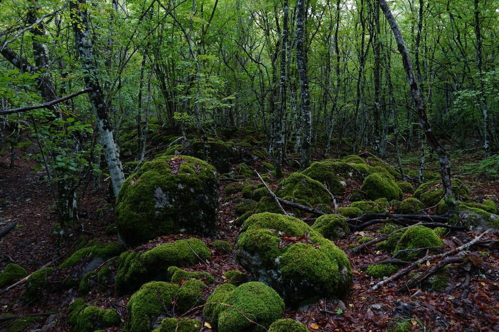 Photograph by света хлевненко