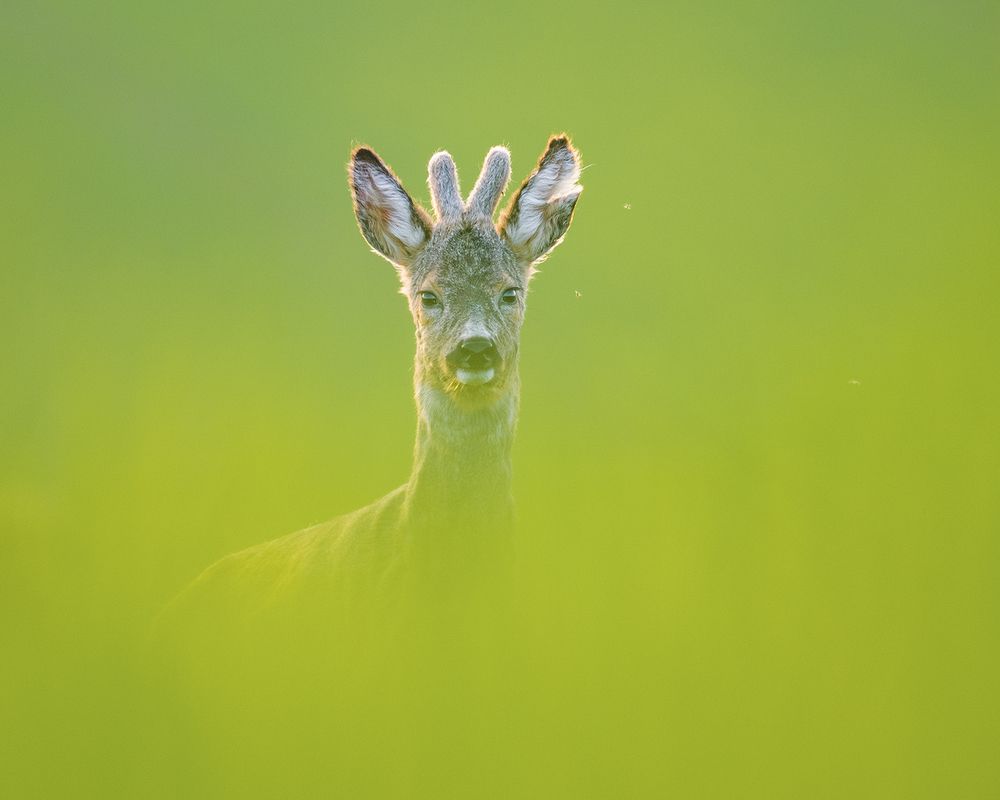 Photograph by Ervin Horesnyik
