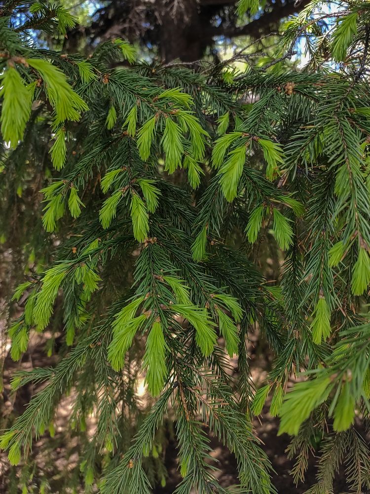 Фотография автора Наталья Веселкина