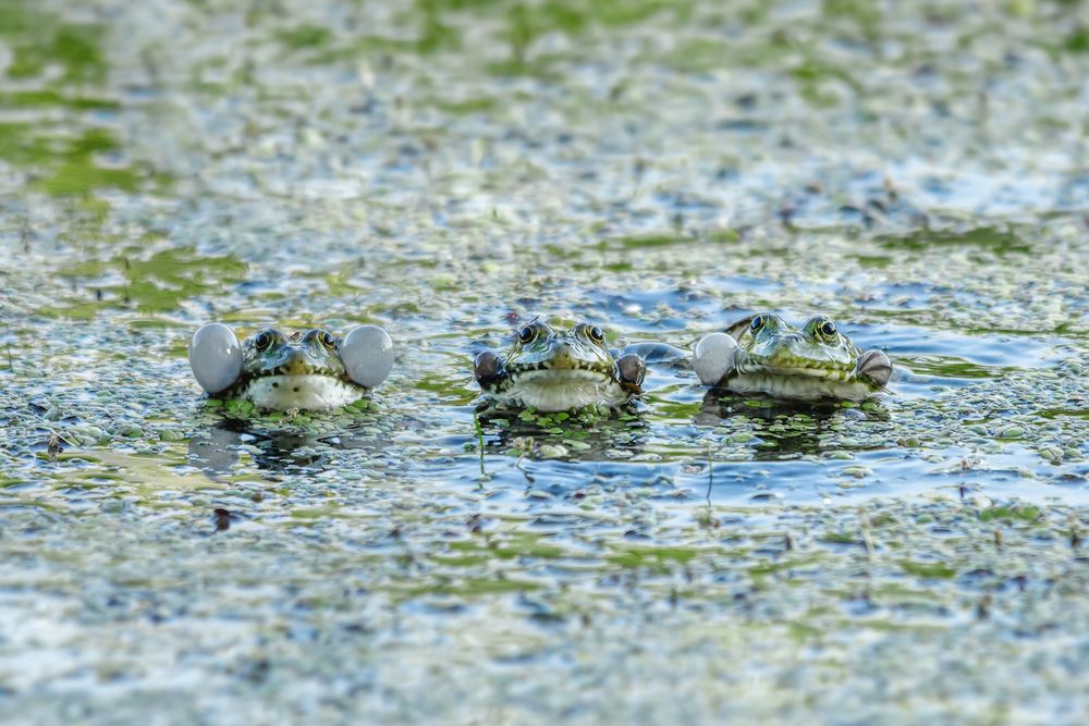 Photograph by Владимир Колесников