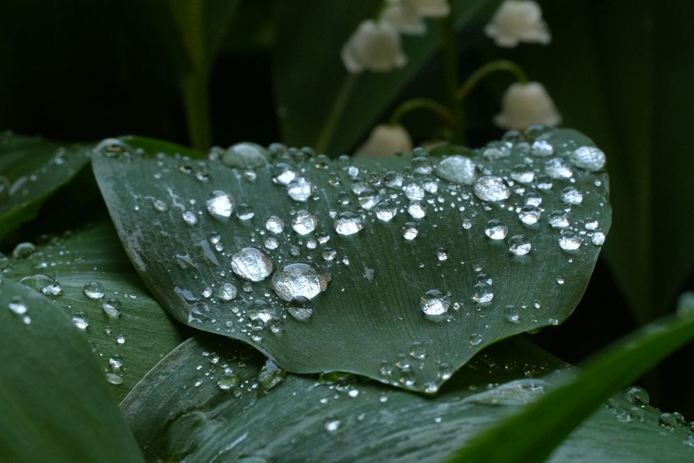 Photograph by света хлевненко
