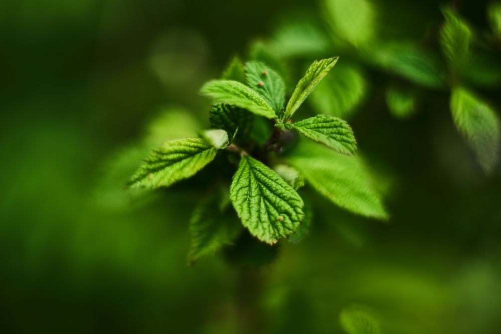 Photograph by Неман Лариса