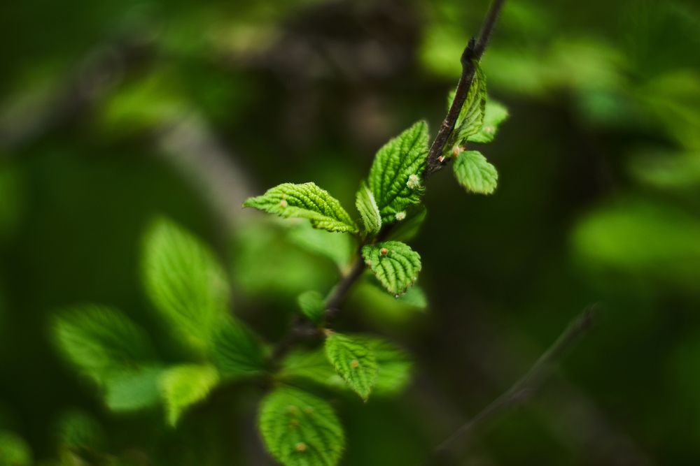 Photograph by Неман Лариса